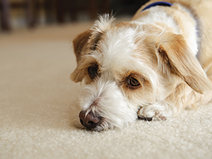 Get-Rid-Of-Fleas