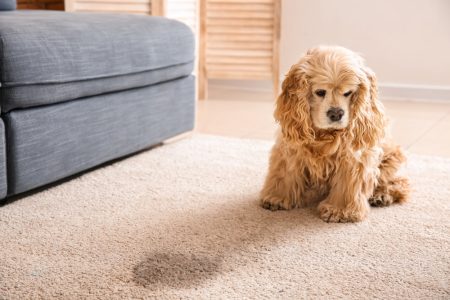 pet-odor-in-carpet Pet Odor Removal Treatments | Carpet Cleaning For Pets